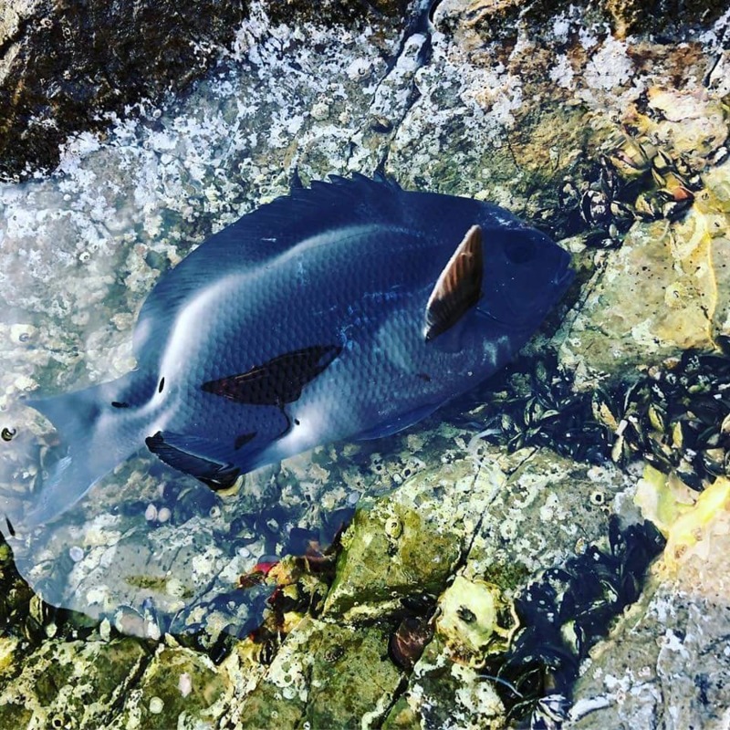 三重県贄浦へ磯ふかせ/磯カワハギ