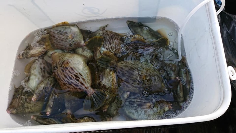 三重県贄浦へ磯ふかせ/磯カワハギ