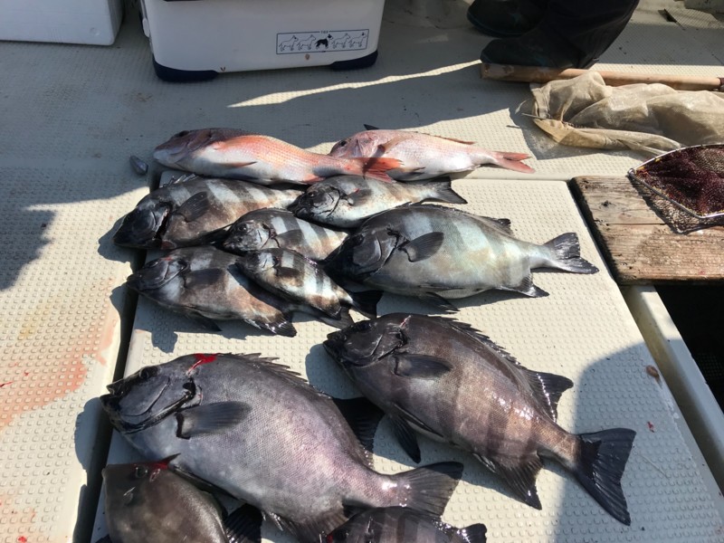 【沼島】船五目でサンバソウ・マダイ・カワハギGET!