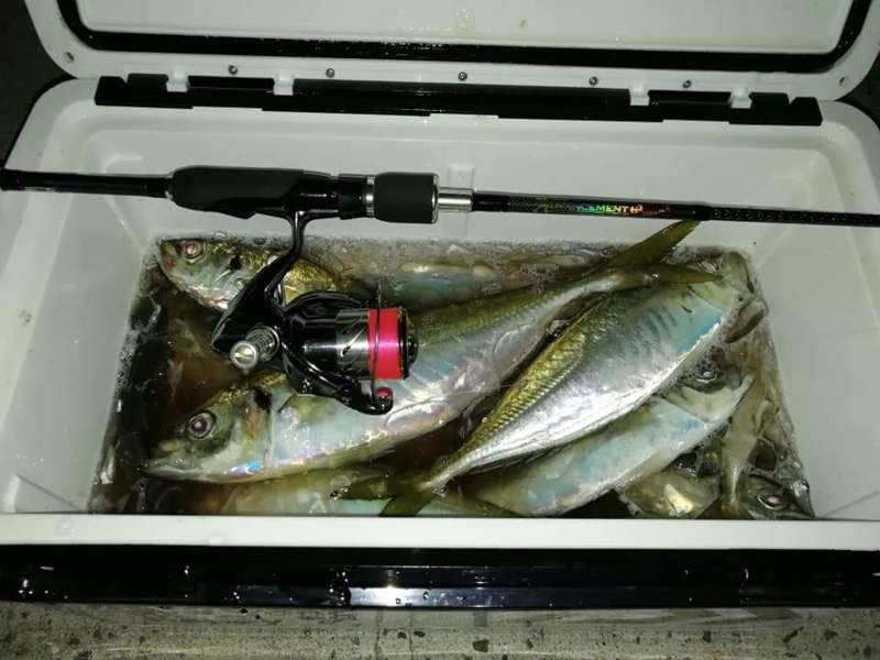 長崎県壱岐島でアジング│オリカラ