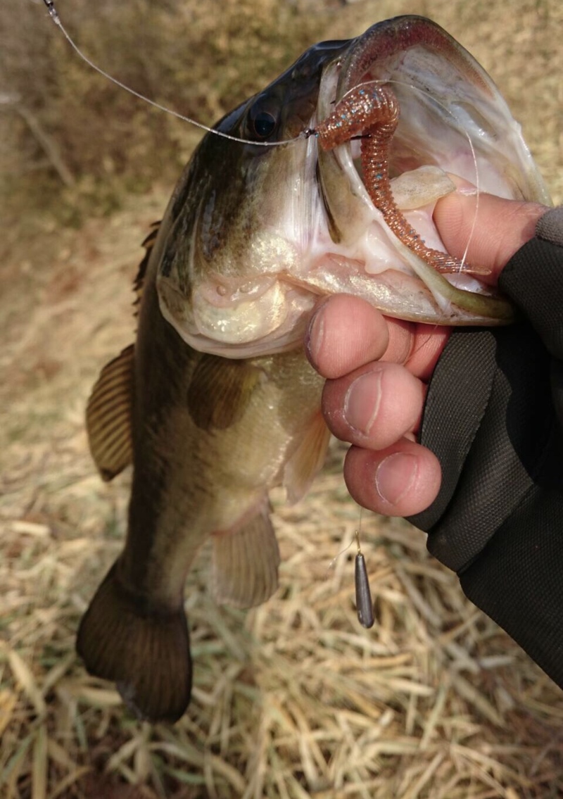 香川県野池でバスフィッシング