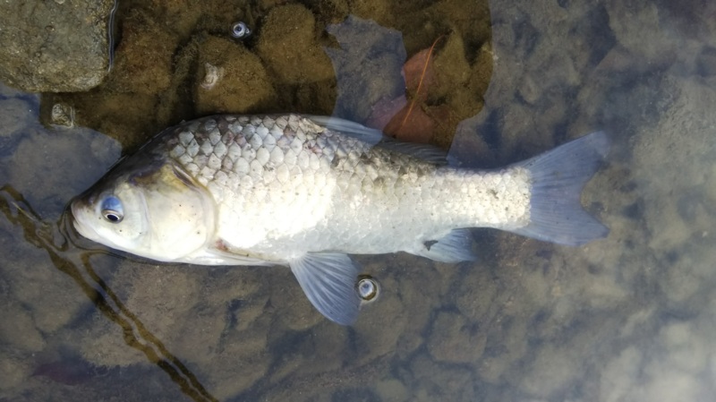 【兵庫県】青野ダムでヘラブナ釣行│40cmのマブナGET