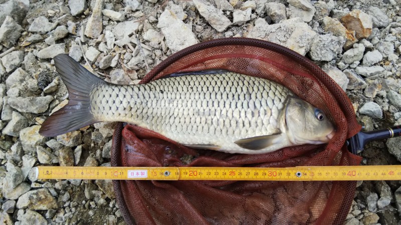 【兵庫県】青野ダムでヘラブナ釣行│40cmのマブナGET