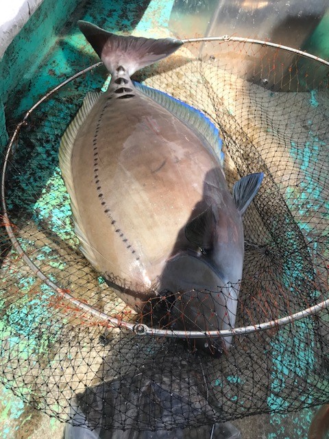 三重県三木浦でカセのグレ釣り│真鯛イエロー効果絶大