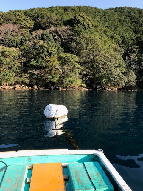 三重県三木浦でカセのグレ釣り│真鯛イエロー効果絶大