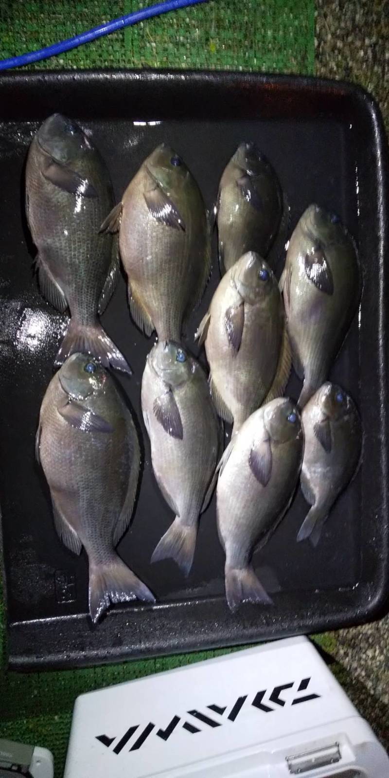 愛媛県宇和島市蒋淵でのグレフカセ釣り遠征♪