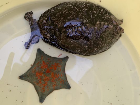 【明石】虎ノ介さんでショウサイフグ釣果