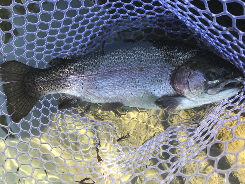 【滋賀県】朽木渓流魚センター│トラウトフィッシング!