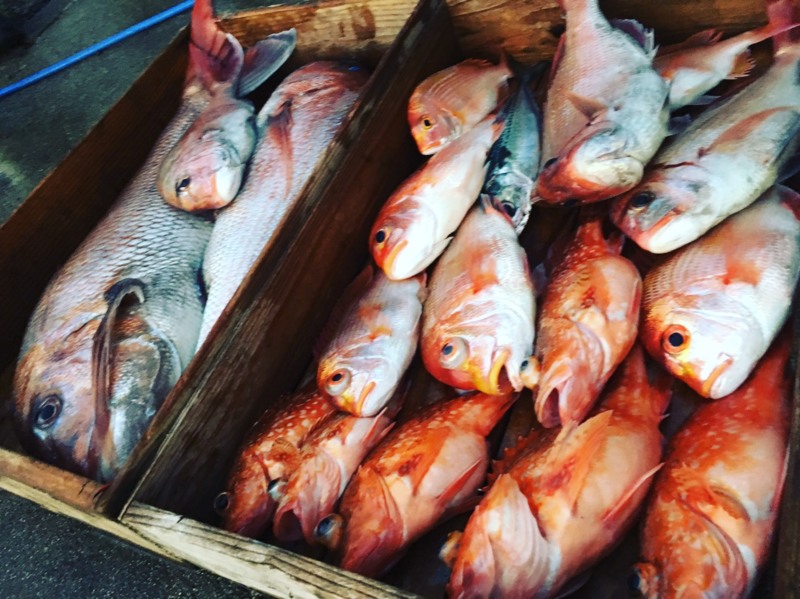 【舞鶴】日本海でタイラバ研修