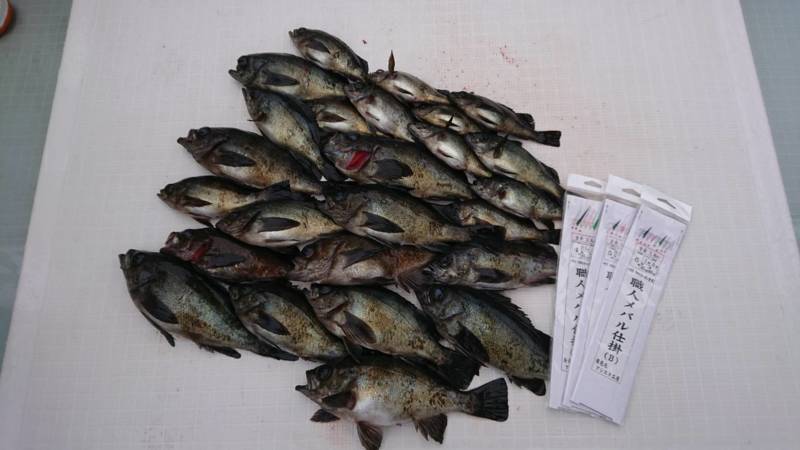 釣り船 Ryoさんで船サビキ釣り│メバル釣果