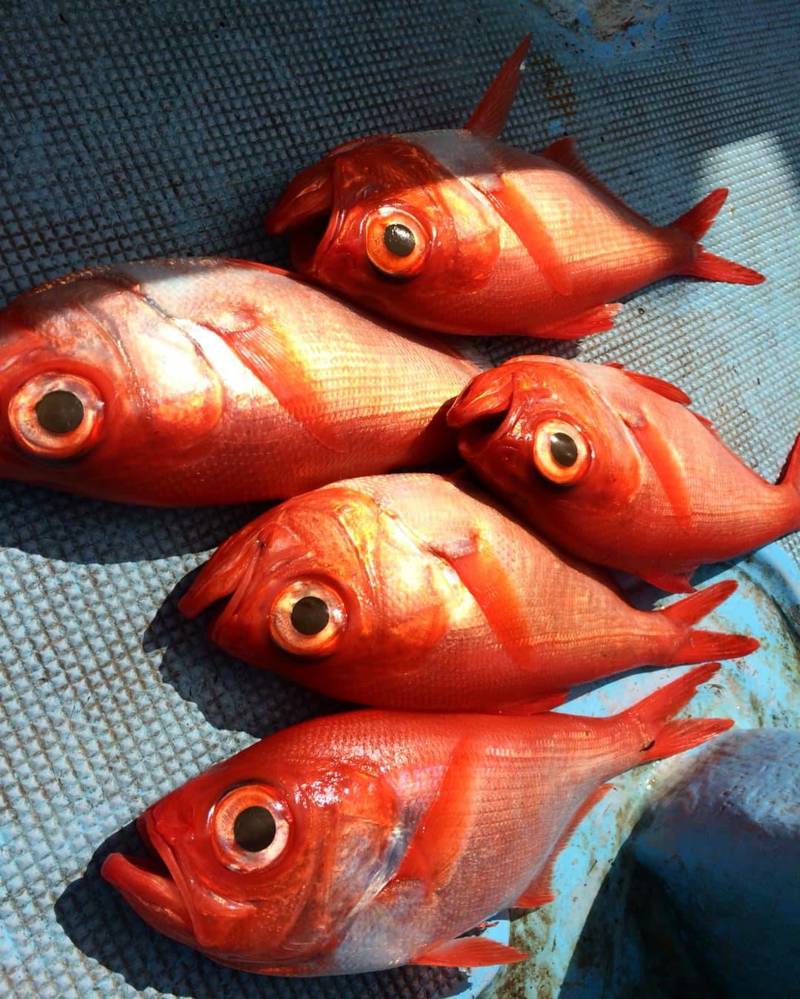 和歌山 田辺で深海釣り│金目鯛釣果