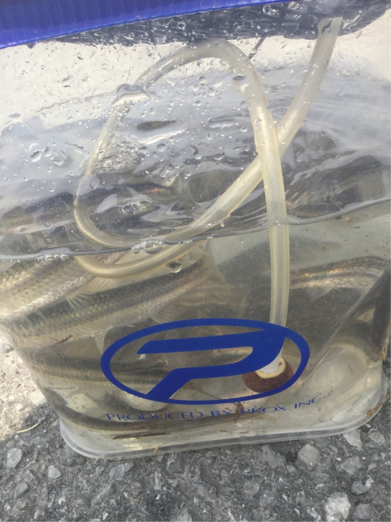 【近江八幡長命寺川大同川】本モロコ釣果