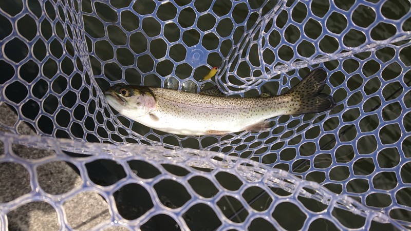 【大阪府南河内郡】千早川マス釣り場でニジマス釣り!