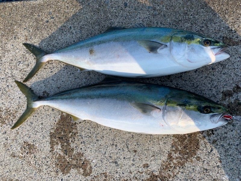 【淡路島・沼島】ショアジギで青物を狙う
