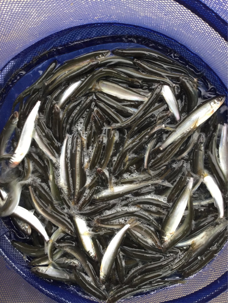 滋賀県マキノ町知内川で小鮎釣行│淡水ウキ釣り