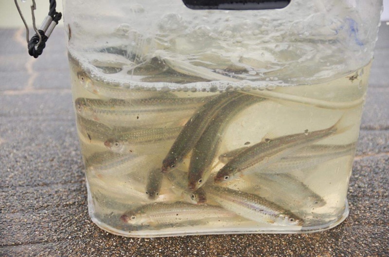 【琵琶湖】湖東ランガンで本モロコ釣行