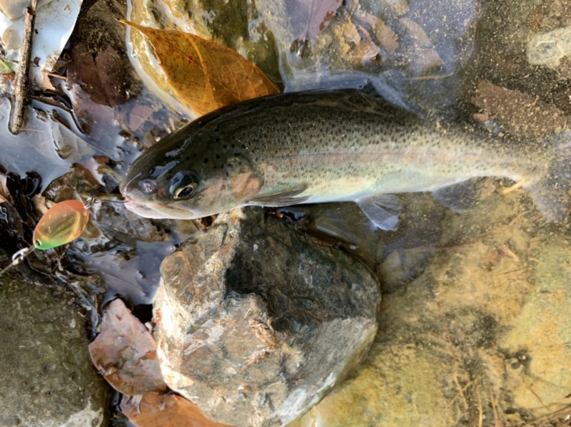 大阪府高槻市│芥川でトラウトフィッシング