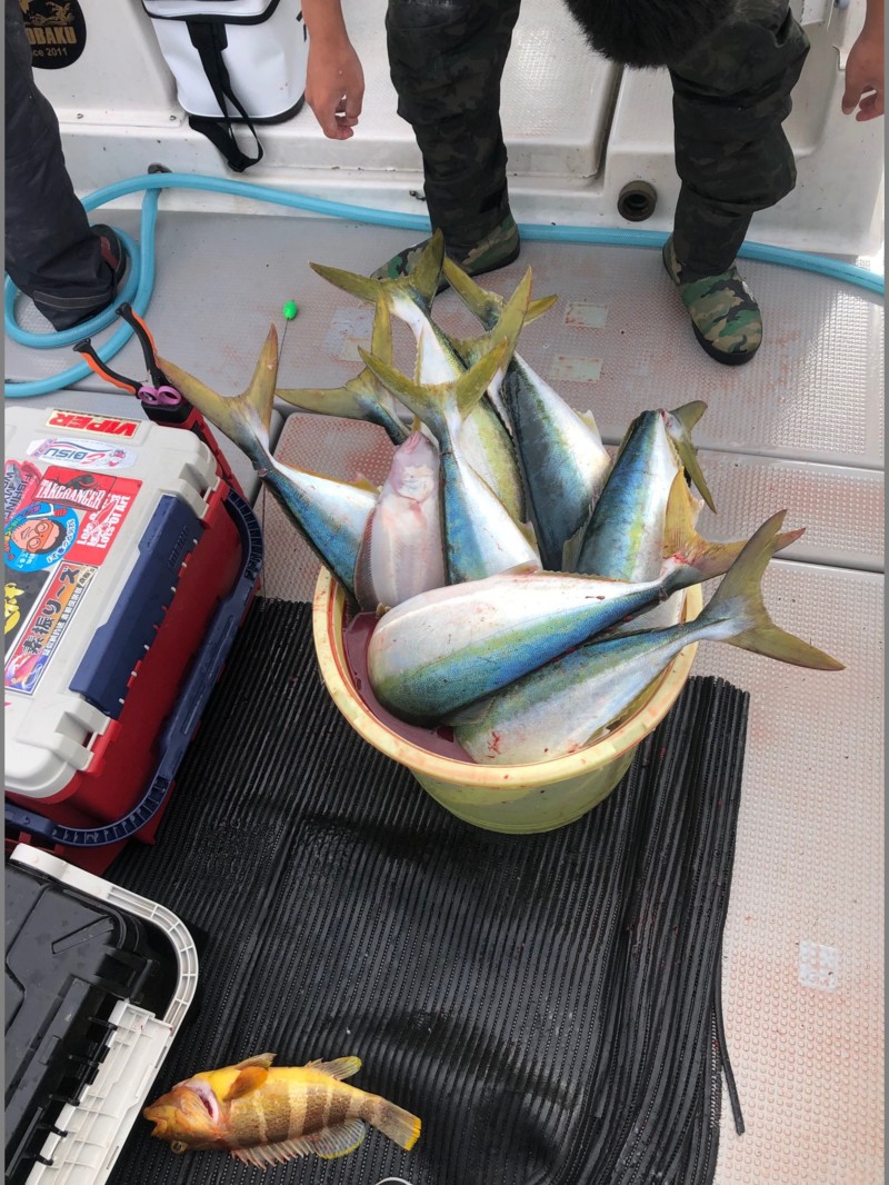 京都府宮津でオフショアジギング/キャスティング釣果