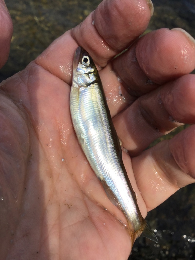 琵琶湖 北湖海津大崎│淡水ウキ釣りで小鮎釣果