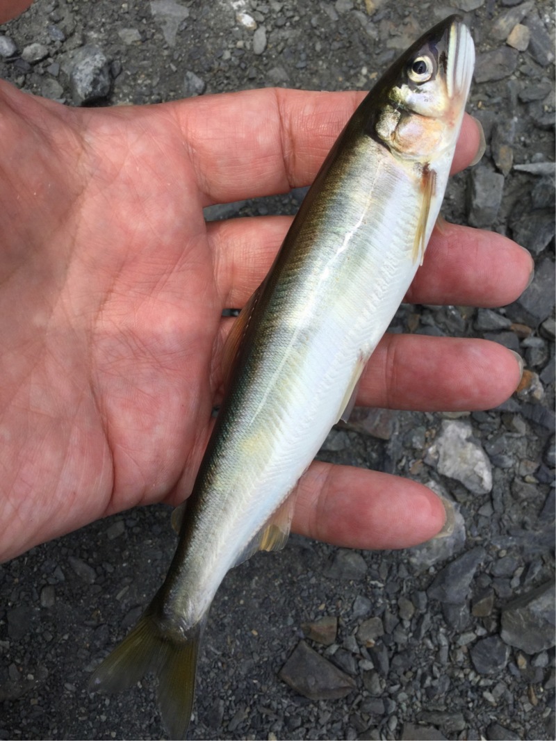 琵琶湖│淡水ウキ釣りで小鮎釣果