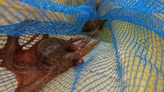 大雨の中の明石タコ