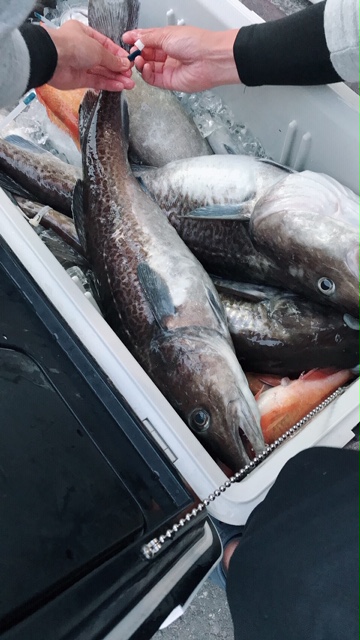 6/5 日本海ハピネス釣行