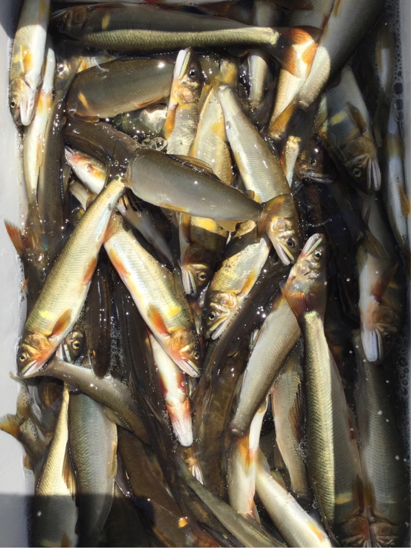 アユエサ釣り有料河川編