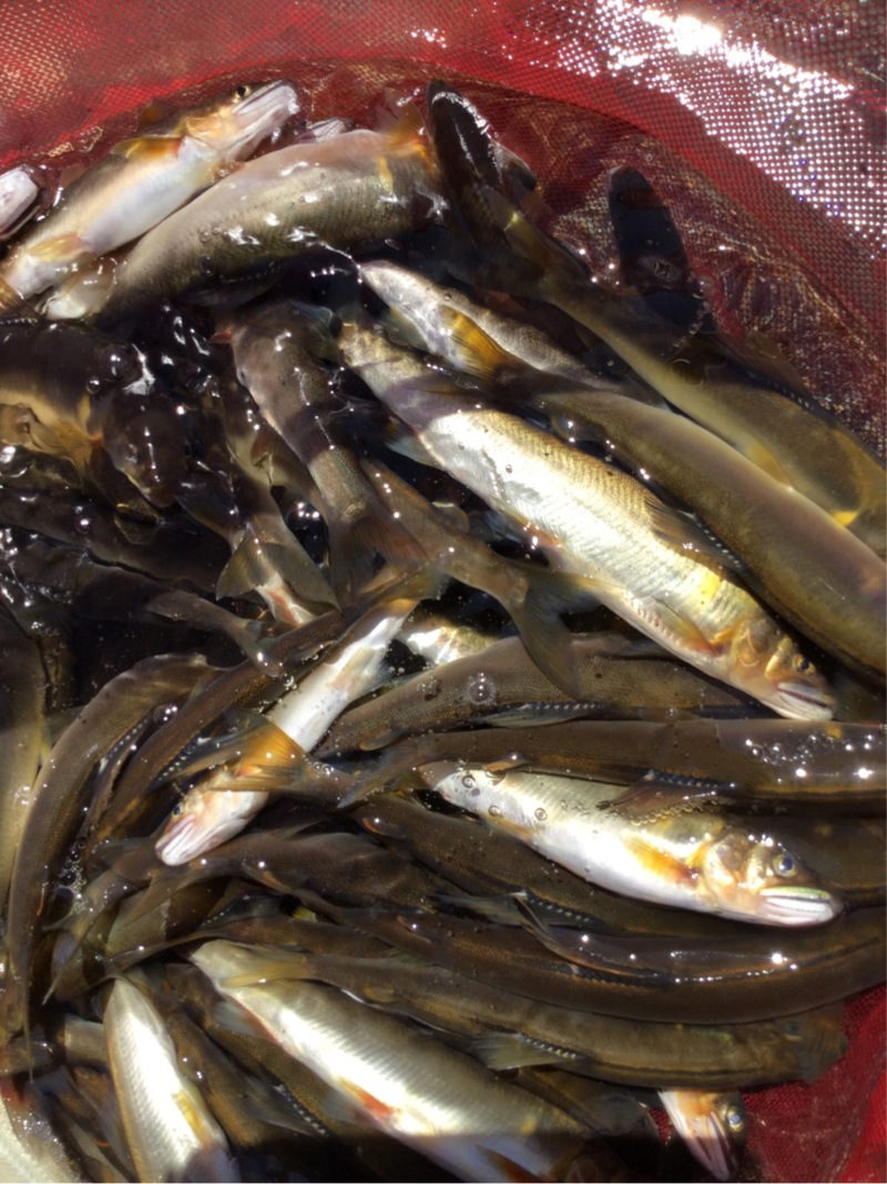 アユエサ釣り有料河川編