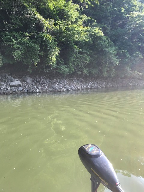 青野ダムの嬉しい一尾