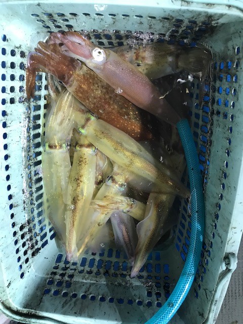 鳥取県のシロイカ上向き!