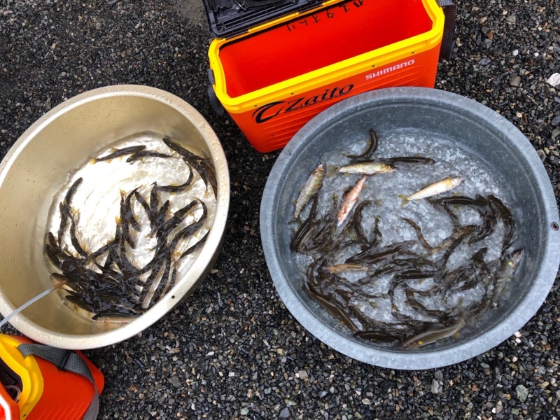 安曇川朽木で鮎釣り!