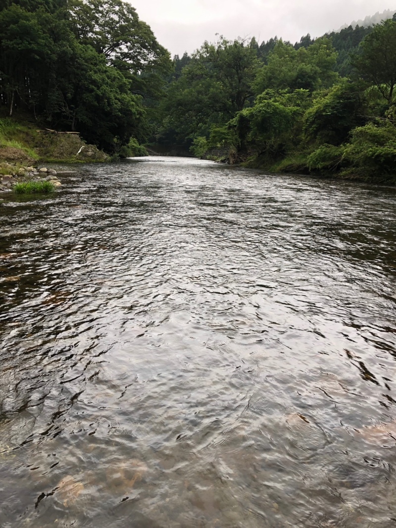 安曇川朽木で鮎釣り!