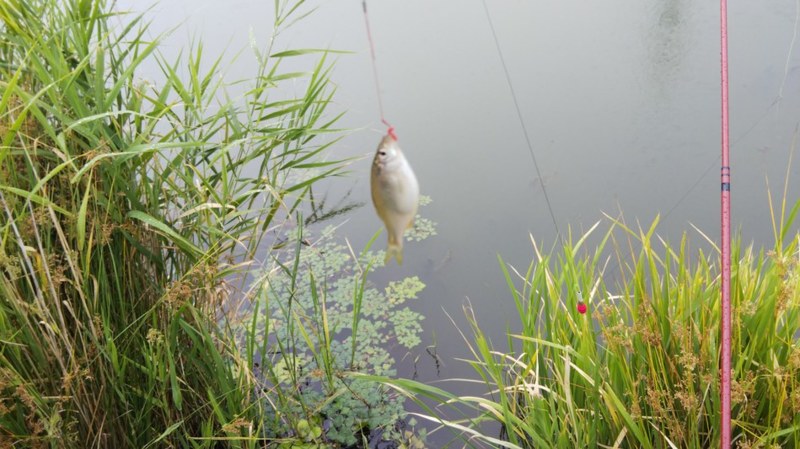 癒しの淡水小物釣り