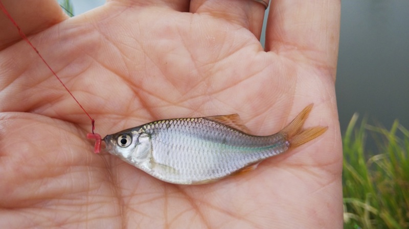 癒しの淡水小物釣り