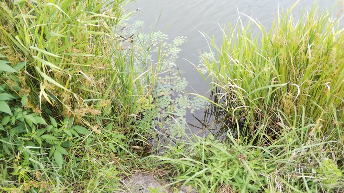 癒しの淡水小物釣り