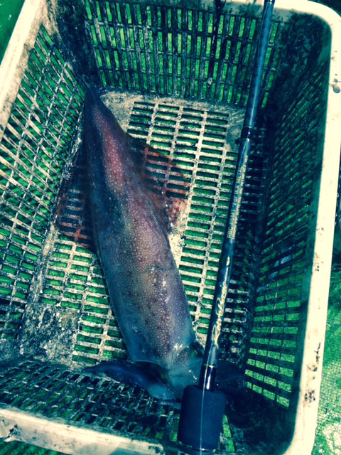 鳥取県 イカメタル