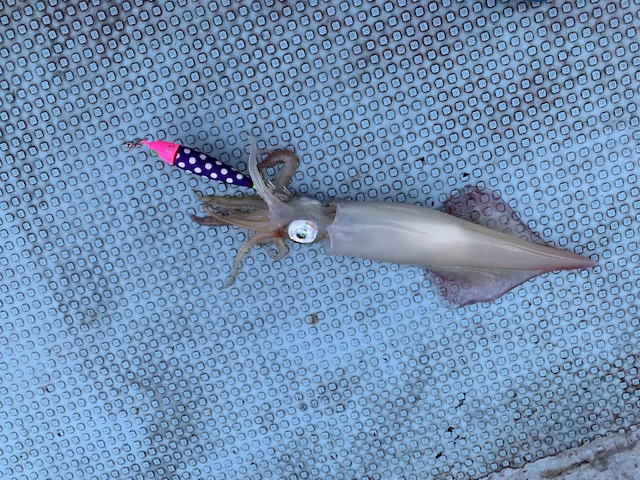 鳥取イカメタル釣行