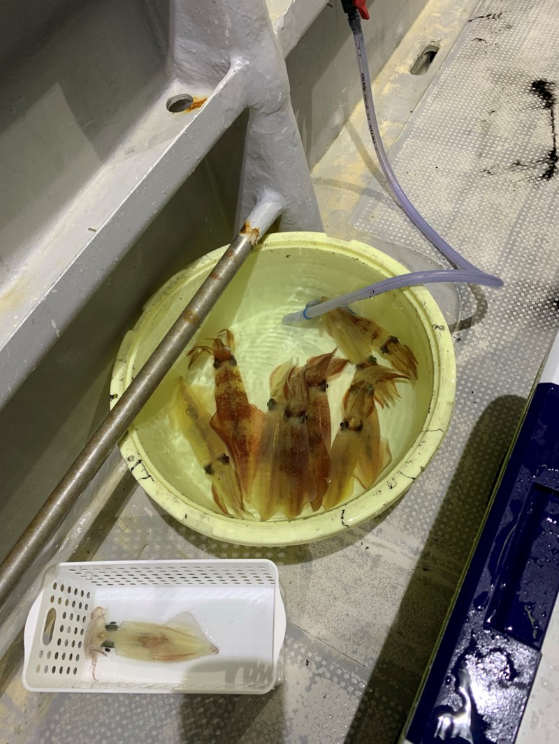 舞鶴マイカ釣り