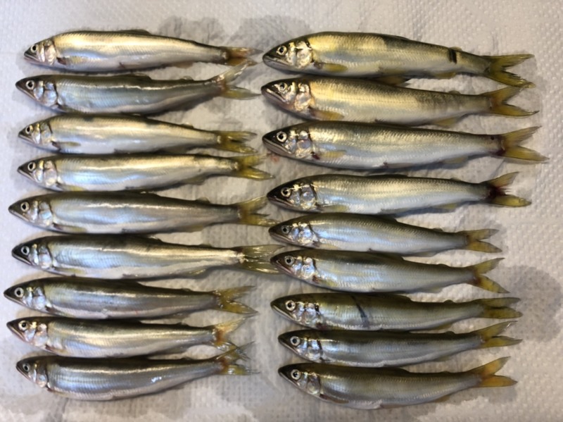 初めての小鮎釣行