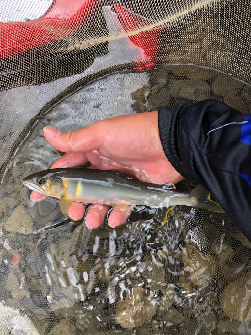 有田川で友釣り