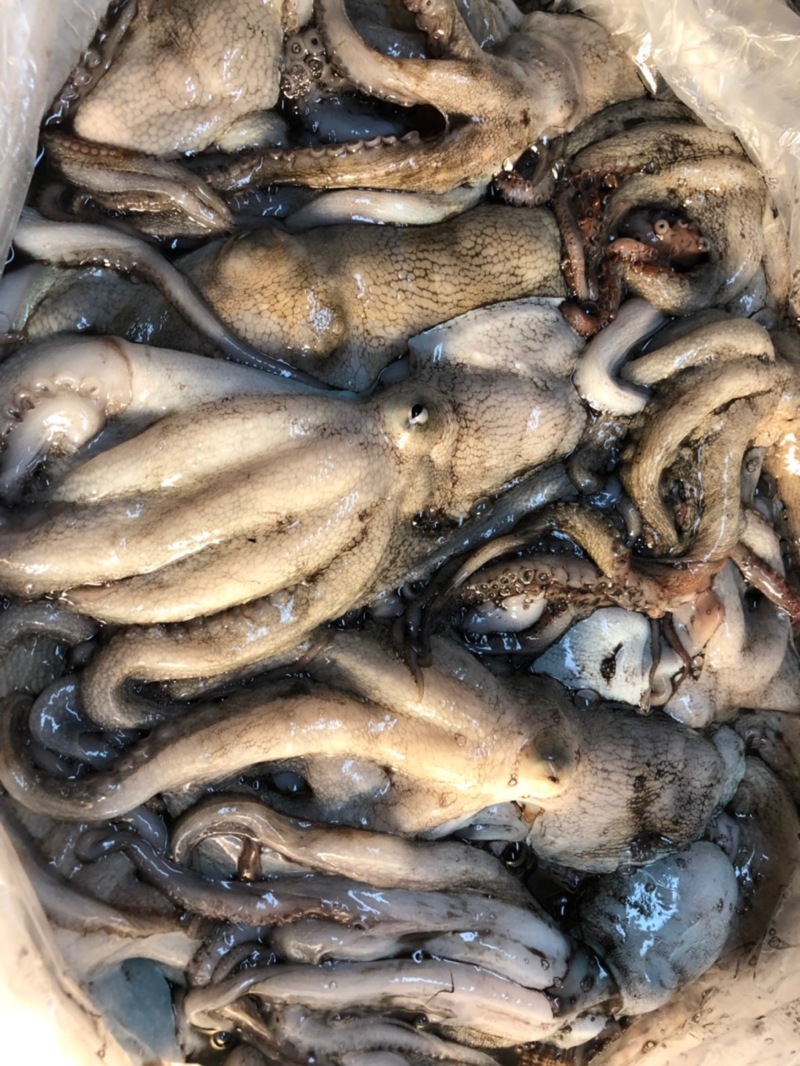 リベンジ船タコ釣り