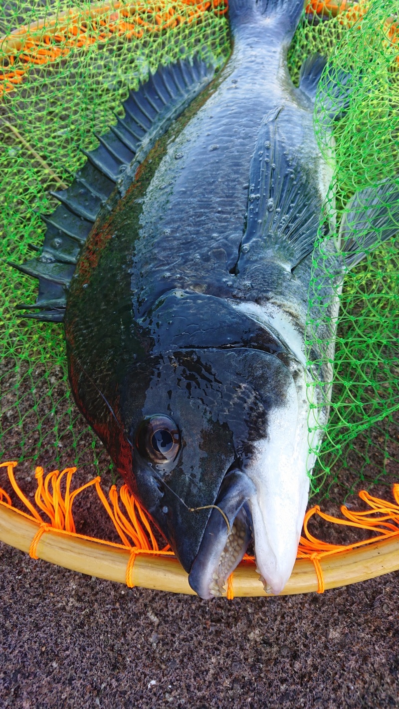 ミジガイでチヌ