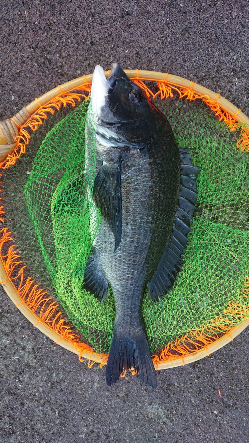 ミジガイでチヌ