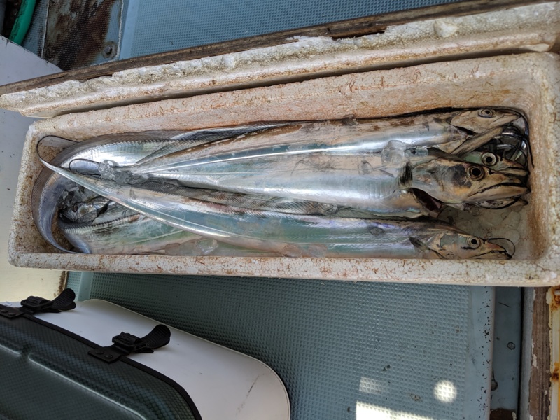 NEWロッドで挑んだ船タチウオ