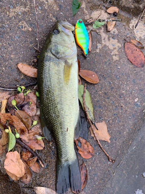 淡路島でのんびりバスフィッシィング