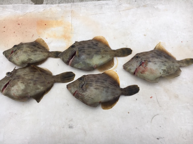 船カワハギ和歌山