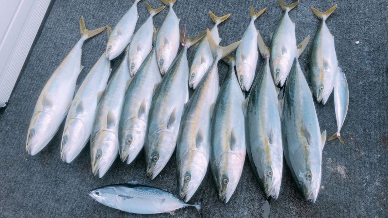 串本天秤フカセ釣り