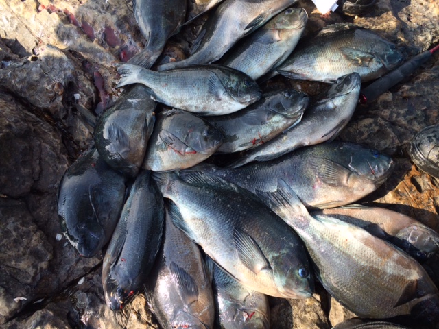 高知県 沖ノ島|磯釣りで口太グレ・イサキ釣果