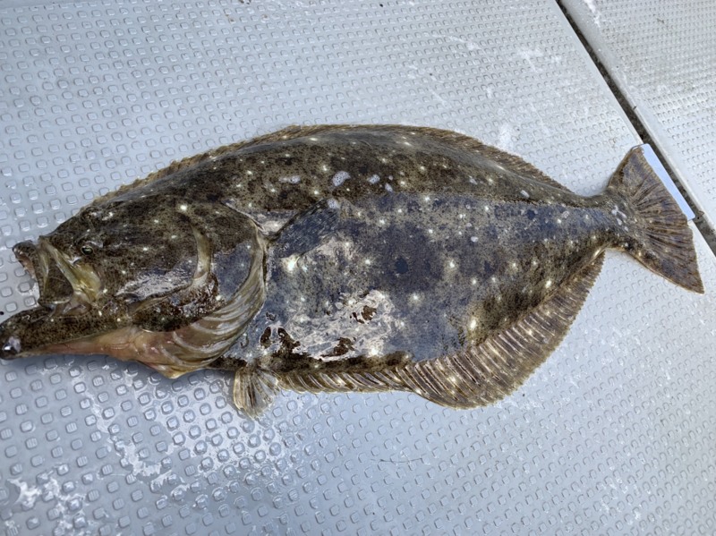 山形タイラバ・ジギング遠征