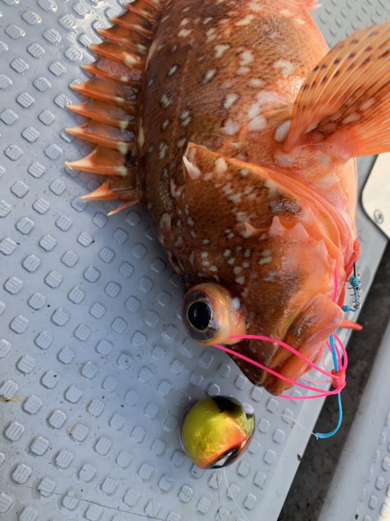 山形タイラバ・ジギング遠征